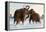 Wooly Mammoths-Lantern Press-Framed Stretched Canvas