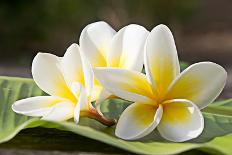 Frangipani Tropical Flowers, Plumeria Flowers Fresh-worawut2524-Photographic Print