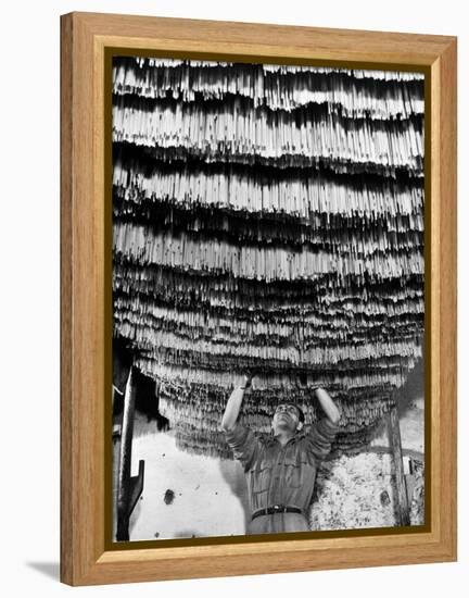 Worker at Pasta Factory Inspecting Spaghetti in Drying Room-Alfred Eisenstaedt-Framed Premier Image Canvas