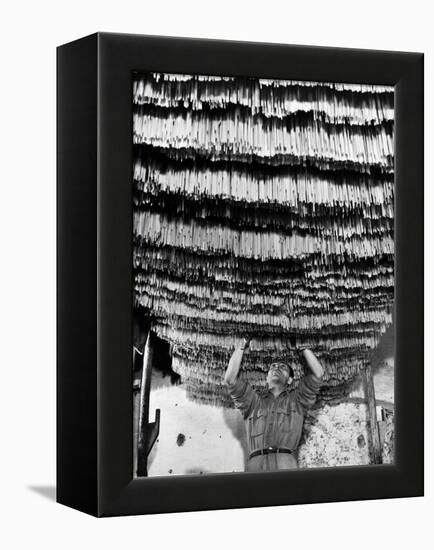 Worker at Pasta Factory Inspecting Spaghetti in Drying Room-Alfred Eisenstaedt-Framed Premier Image Canvas