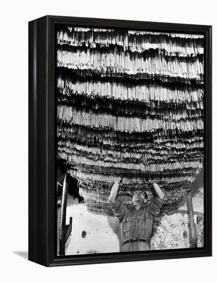 Worker at Pasta Factory Inspecting Spaghetti in Drying Room-Alfred Eisenstaedt-Framed Premier Image Canvas