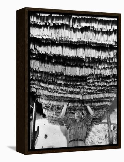 Worker at Pasta Factory Inspecting Spaghetti in Drying Room-Alfred Eisenstaedt-Framed Premier Image Canvas