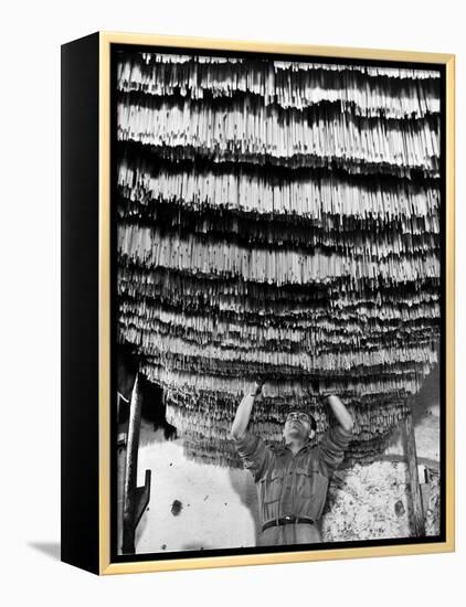 Worker at Pasta Factory Inspecting Spaghetti in Drying Room-Alfred Eisenstaedt-Framed Premier Image Canvas