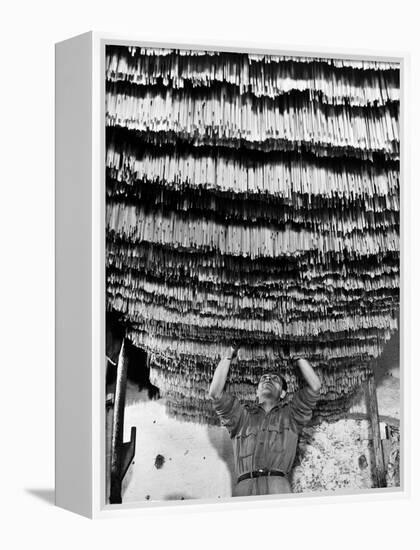 Worker at Pasta Factory Inspecting Spaghetti in Drying Room-Alfred Eisenstaedt-Framed Premier Image Canvas