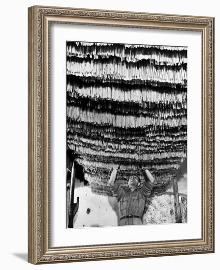 Worker at Pasta Factory Inspecting Spaghetti in Drying Room-Alfred Eisenstaedt-Framed Photographic Print