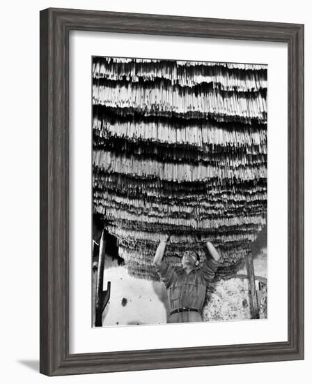 Worker at Pasta Factory Inspecting Spaghetti in Drying Room-Alfred Eisenstaedt-Framed Photographic Print