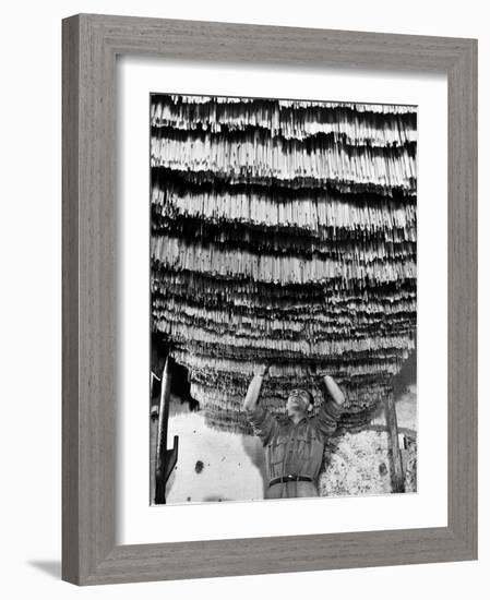 Worker at Pasta Factory Inspecting Spaghetti in Drying Room-Alfred Eisenstaedt-Framed Photographic Print