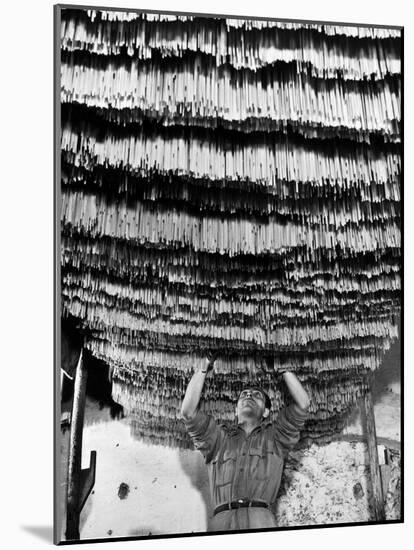 Worker at Pasta Factory Inspecting Spaghetti in Drying Room-Alfred Eisenstaedt-Mounted Photographic Print