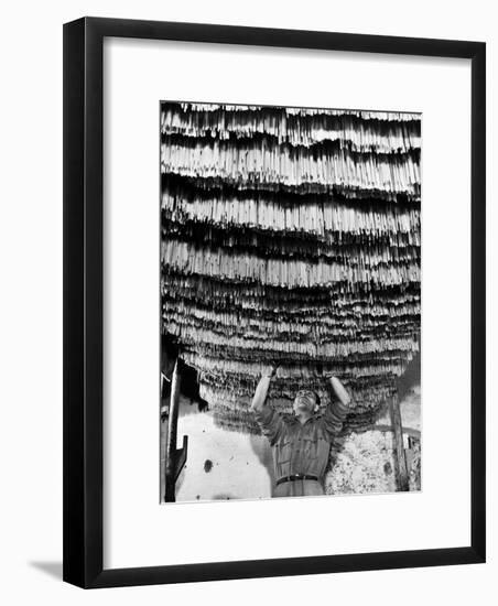 Worker at Pasta Factory Inspecting Spaghetti in Drying Room-Alfred Eisenstaedt-Framed Photographic Print