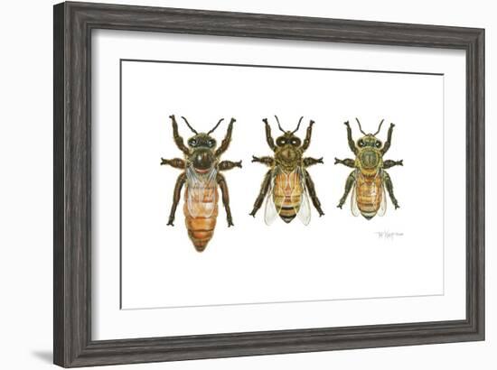 Worker, Drone, and Queen Honey Bees-Tim Knepp-Framed Giclee Print