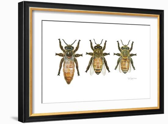 Worker, Drone, and Queen Honey Bees-Tim Knepp-Framed Giclee Print