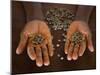 Worker from the Plantation 'Roca Nova Moka' in Sao Tomé Holds Some Coffee Beans-Camilla Watson-Mounted Photographic Print