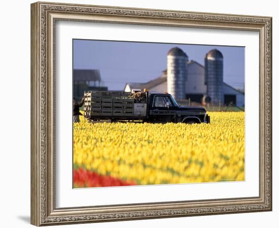 Worker Securing Pallets of Tulips to Truck, Skagit Valley, Washington, USA-William Sutton-Framed Photographic Print
