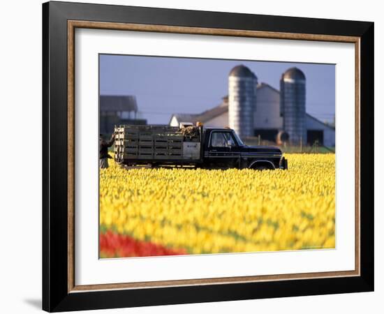 Worker Securing Pallets of Tulips to Truck, Skagit Valley, Washington, USA-William Sutton-Framed Photographic Print