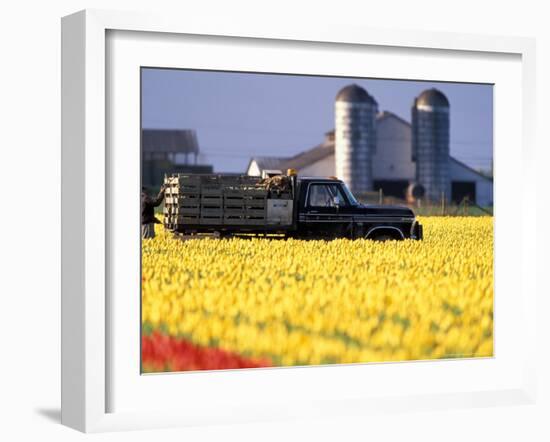 Worker Securing Pallets of Tulips to Truck, Skagit Valley, Washington, USA-William Sutton-Framed Photographic Print