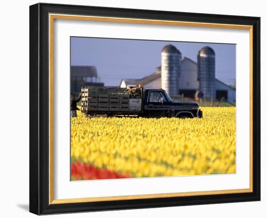 Worker Securing Pallets of Tulips to Truck, Skagit Valley, Washington, USA-William Sutton-Framed Photographic Print