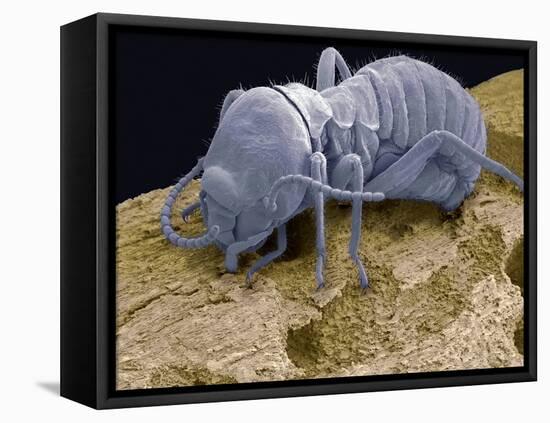 Worker Termite, SEM-Steve Gschmeissner-Framed Premier Image Canvas