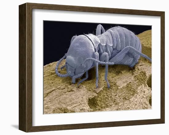 Worker Termite, SEM-Steve Gschmeissner-Framed Photographic Print