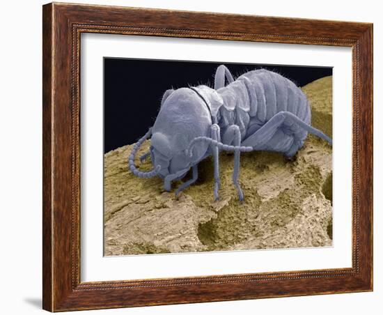 Worker Termite, SEM-Steve Gschmeissner-Framed Photographic Print