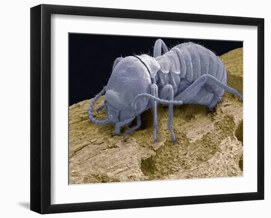 Worker Termite, SEM-Steve Gschmeissner-Framed Photographic Print