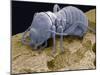 Worker Termite, SEM-Steve Gschmeissner-Mounted Photographic Print