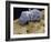 Worker Termite, SEM-Steve Gschmeissner-Framed Photographic Print