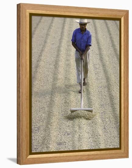Worker Using Hoe Like Device to Turn Coffee Beans Drying in the Sun at La Retana Plantation-John Dominis-Framed Premier Image Canvas