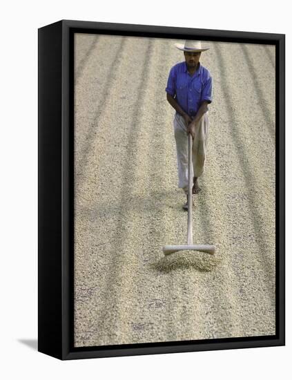 Worker Using Hoe Like Device to Turn Coffee Beans Drying in the Sun at La Retana Plantation-John Dominis-Framed Premier Image Canvas