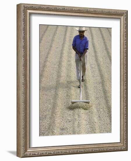 Worker Using Hoe Like Device to Turn Coffee Beans Drying in the Sun at La Retana Plantation-John Dominis-Framed Photographic Print