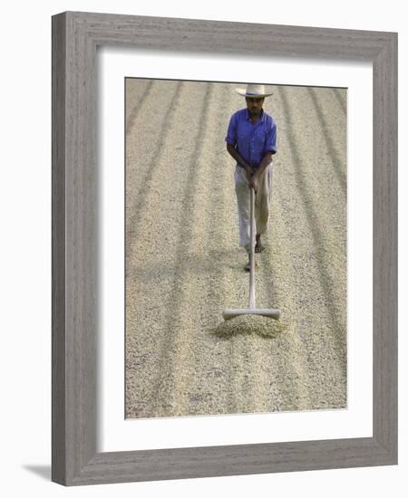 Worker Using Hoe Like Device to Turn Coffee Beans Drying in the Sun at La Retana Plantation-John Dominis-Framed Photographic Print