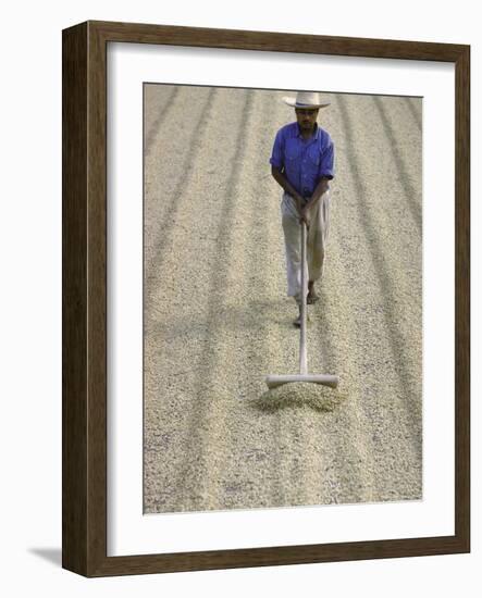 Worker Using Hoe Like Device to Turn Coffee Beans Drying in the Sun at La Retana Plantation-John Dominis-Framed Photographic Print