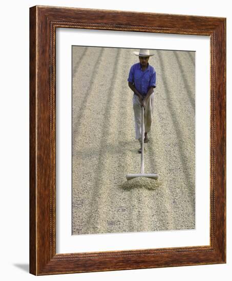 Worker Using Hoe Like Device to Turn Coffee Beans Drying in the Sun at La Retana Plantation-John Dominis-Framed Photographic Print