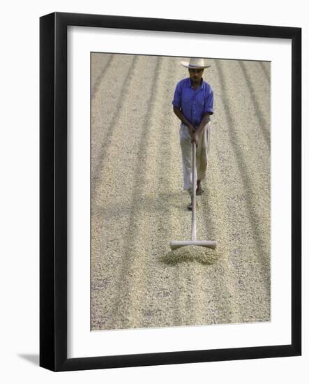 Worker Using Hoe Like Device to Turn Coffee Beans Drying in the Sun at La Retana Plantation-John Dominis-Framed Photographic Print