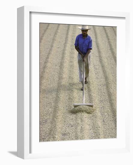 Worker Using Hoe Like Device to Turn Coffee Beans Drying in the Sun at La Retana Plantation-John Dominis-Framed Photographic Print