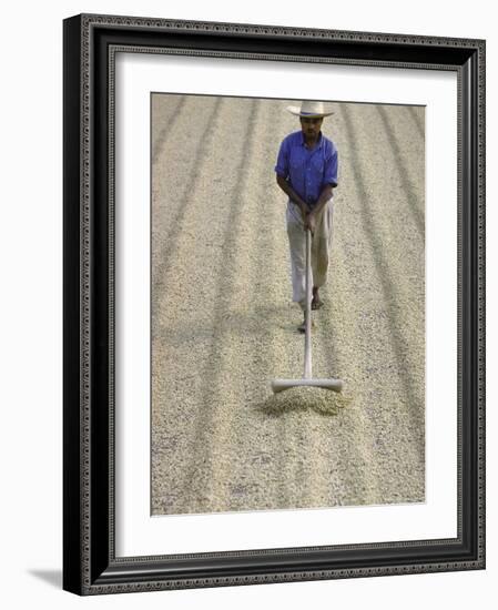 Worker Using Hoe Like Device to Turn Coffee Beans Drying in the Sun at La Retana Plantation-John Dominis-Framed Photographic Print