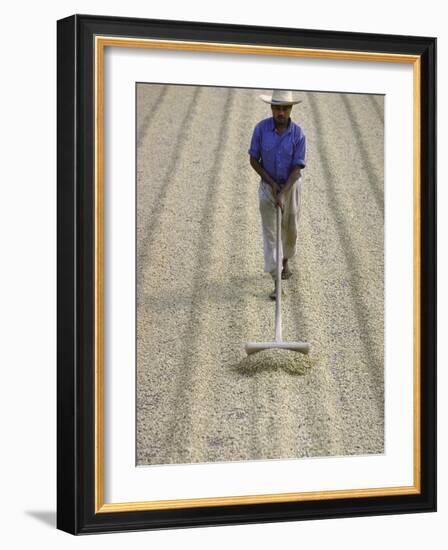 Worker Using Hoe Like Device to Turn Coffee Beans Drying in the Sun at La Retana Plantation-John Dominis-Framed Photographic Print