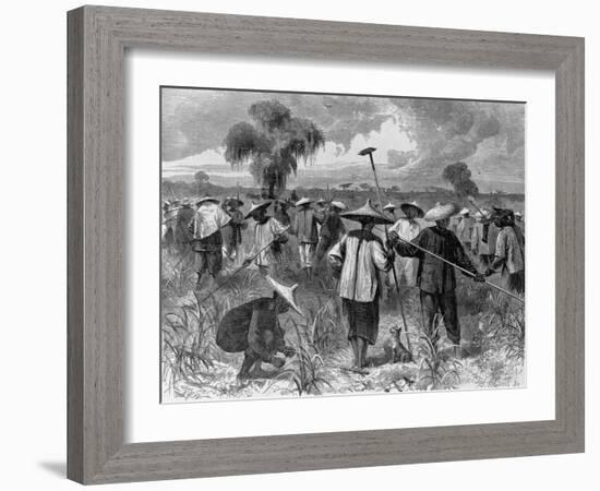 Workers at a Sugar Plantation-null-Framed Giclee Print