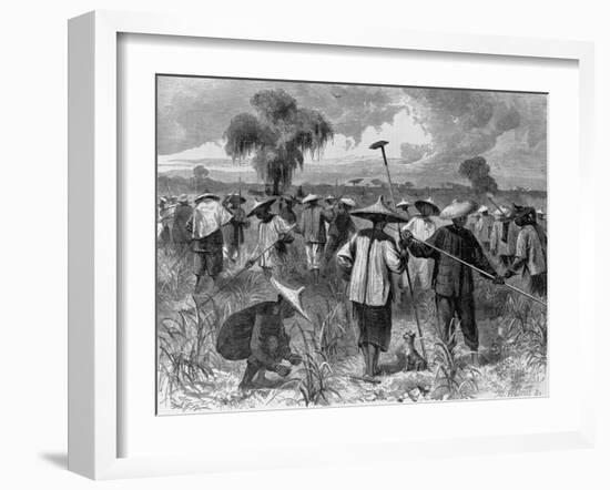 Workers at a Sugar Plantation-null-Framed Giclee Print