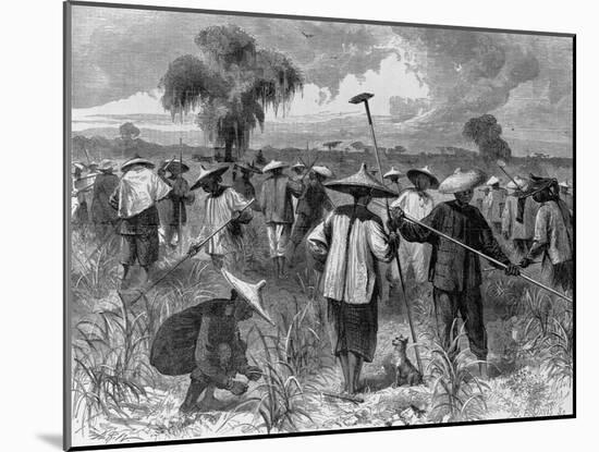 Workers at a Sugar Plantation-null-Mounted Giclee Print