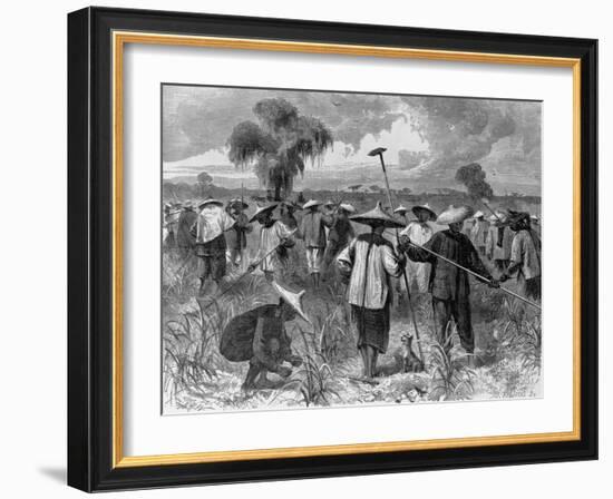 Workers at a Sugar Plantation-null-Framed Giclee Print