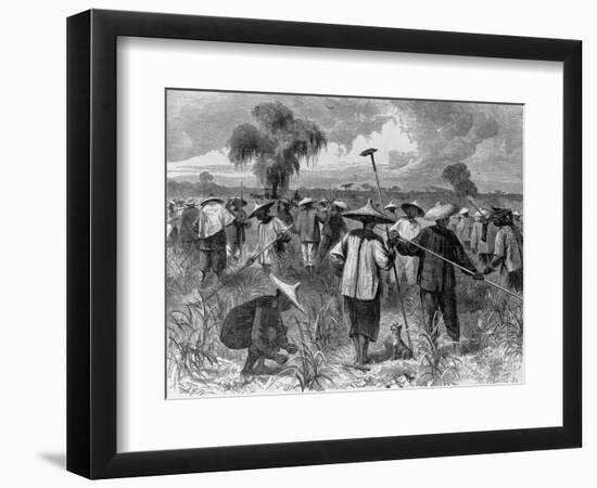 Workers at a Sugar Plantation-null-Framed Giclee Print