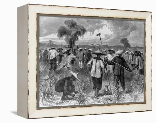 Workers at a Sugar Plantation-null-Framed Premier Image Canvas