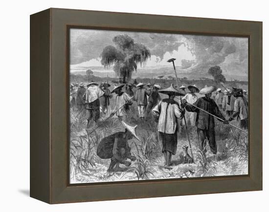 Workers at a Sugar Plantation-null-Framed Premier Image Canvas