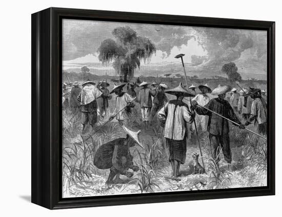 Workers at a Sugar Plantation-null-Framed Premier Image Canvas