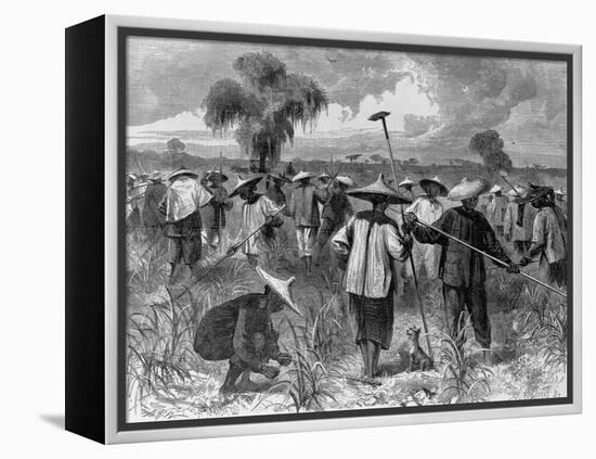 Workers at a Sugar Plantation-null-Framed Premier Image Canvas