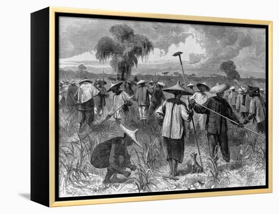 Workers at a Sugar Plantation-null-Framed Premier Image Canvas