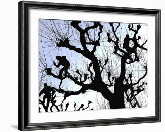 Workers Cuts Young Sprouts from a Plane Tree at an Avenue at the River Main-null-Framed Photographic Print