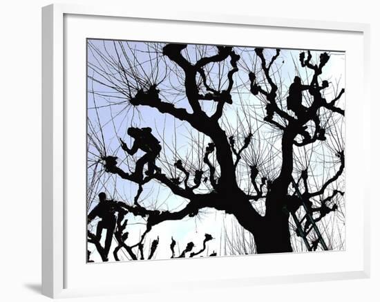 Workers Cuts Young Sprouts from a Plane Tree at an Avenue at the River Main-null-Framed Photographic Print