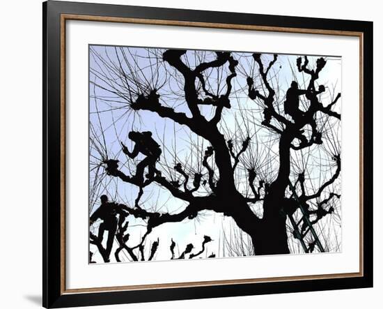 Workers Cuts Young Sprouts from a Plane Tree at an Avenue at the River Main-null-Framed Photographic Print