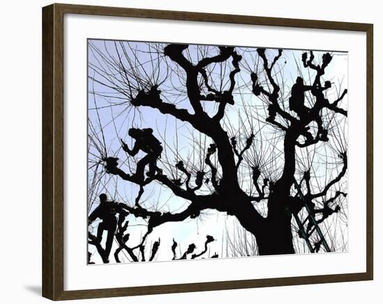 Workers Cuts Young Sprouts from a Plane Tree at an Avenue at the River Main-null-Framed Photographic Print